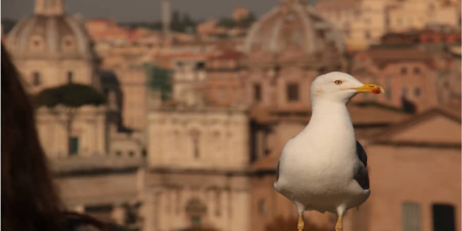 Eine Möwe und im Hintergrund verschwommen die Stadt Rom