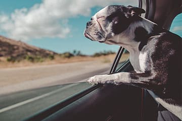 Hund schaut bei der Fahrt aus dem Fenster.