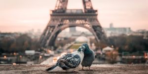 Nahaufnahme von zwei Tauben, die vor dem Eiffelturm in Paris turteln - Symbolbild für Reisen nach Frankreich.