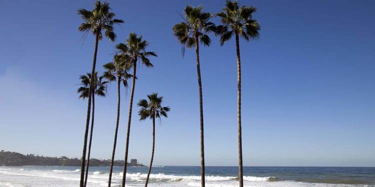 Ein Strandpanorama mit Palmen - Symbolbild für Reisestipendien.