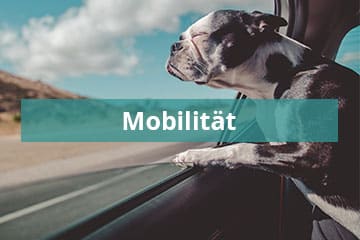 Hund schaut aus dem Fenster und genießt den Fahrtwind - Symbolbild für Mobilität